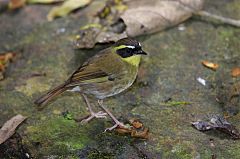 Yellow-throated Scrubwren